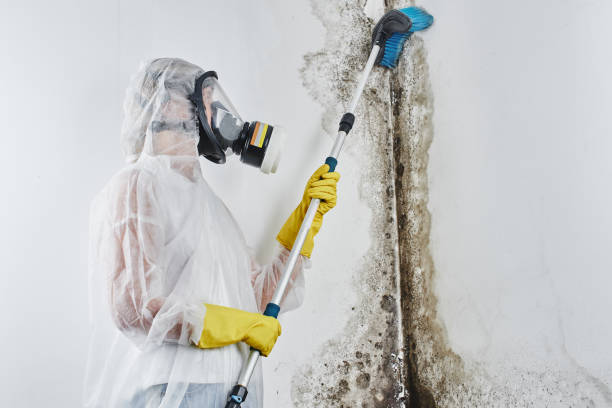 Best Mold Remediation for Specific Building Types in East Berwick, PA